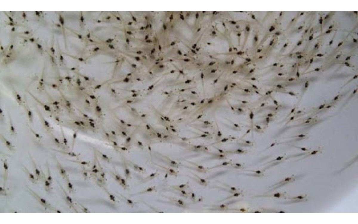 Lựa chọn t&ocirc;m giống tốt - Ảnh ST